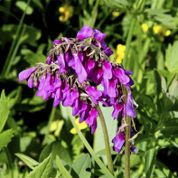 Foto van stuiver 4