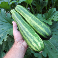 Photo de courgettes