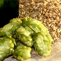 Foto de cones de lúpulo 2