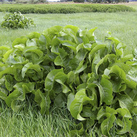 Photo horseradish leaves 2