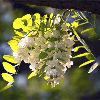 Foto van witte acacia 3