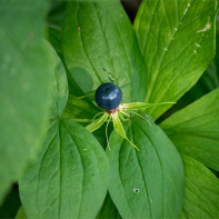 Photo de l'oeil du corbeau