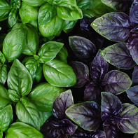 Basil Photo 2