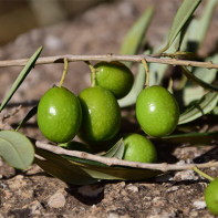 Photo olives 6