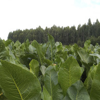 Foto de hojas de rábano picante 4