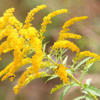 Goldenrod photo 5