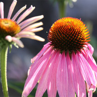 Echinacea fotka 5