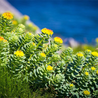 Rhodiola fotó