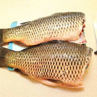 Carp Photo 2