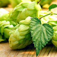 Photo of hop cones