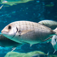 Foto de peixe dorado