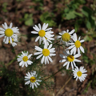 Camomile foto 5