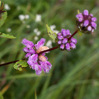 Photo herbe popper 6