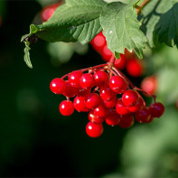 Photo viburnum red 4