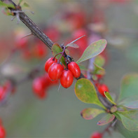 Hình ảnh của barberry 4