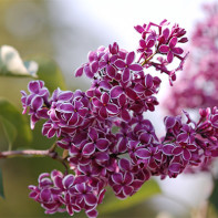 รูปภาพของ Lilac