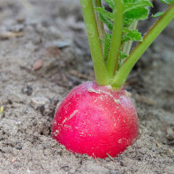 Radish photo 3