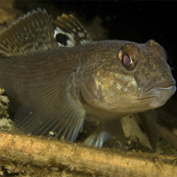 Foto d’un peix goby