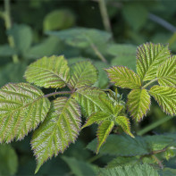 Photo of blackberry leaf 4