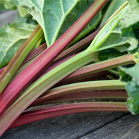 Larawan ng rhubarb 5