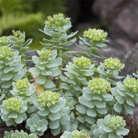 Bilde Rhodiola 5