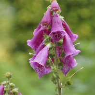 Digitalis foto 3