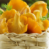 Foto de cogumelos chanterelle