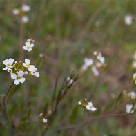 Photo of a shepherd’s bag 5