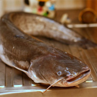 Catfish photo 3