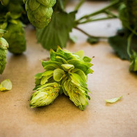 Photo of hop cones 3