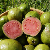 Guava снимка 2