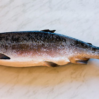 Photo of coho salmon fish