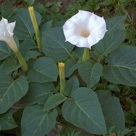 Foto de Datura 3