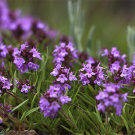 Thyme photo 4