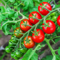 Foto von Tomaten 2