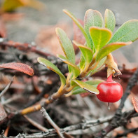 Photo bearberry 3