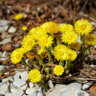 Foto de coltsfoot 3