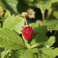 Foto wilde aardbeien 5