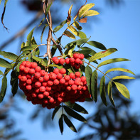 Bilde av rød rowan 5