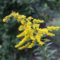 Goldenrod foto 4