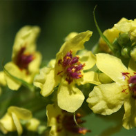 Fotografie 5 iarbă Mullein