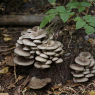 Valokuva sienet osteri sieni 5