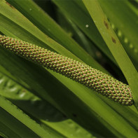 Photo calamus marsh 2