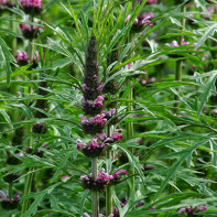 ภาพถ่าย motherwort