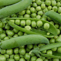 Kacang polong dalam bidang perubatan