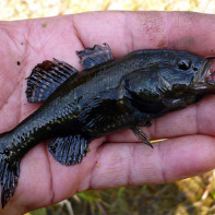 Foto de peces de ratán