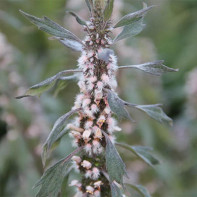 Photo motherwort 3