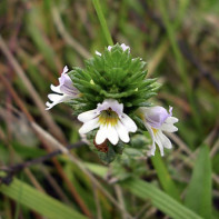 Fénykép a eyebright 2-ből