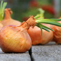 Photo of onion 2