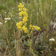 Photo of a bedstraw 2